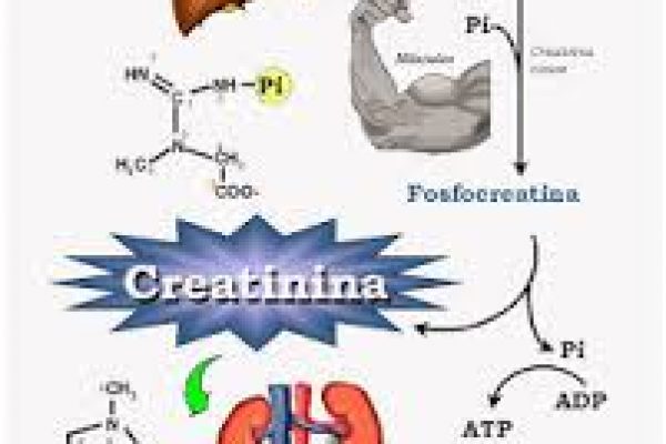 creatinina creatinina
